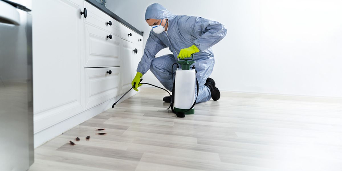 Keeping Household Pests at Bay - Pest Control