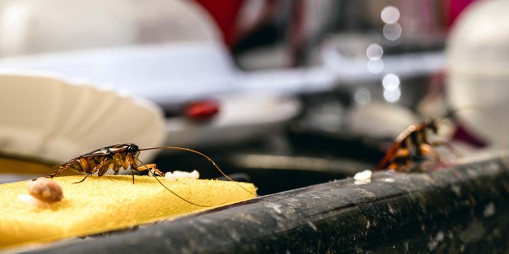 Traditional Extermination Techniques