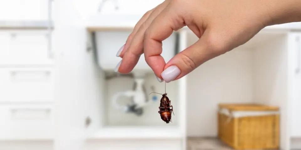 Practical Cockroach Control Strategies