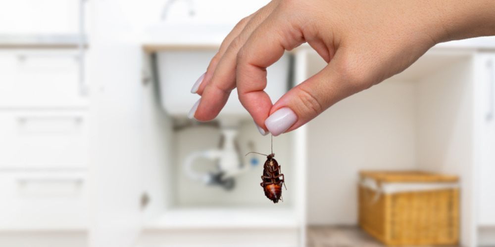 Practical Cockroach Control Strategies