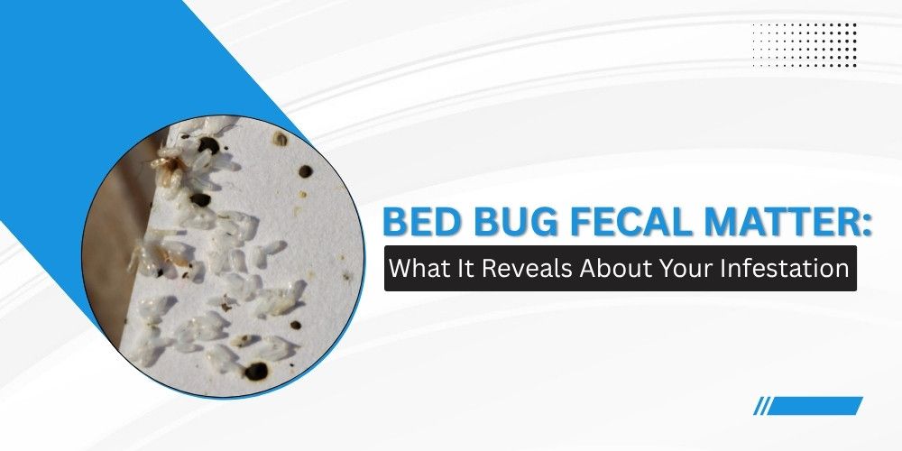 Bed Bug Fecal Matter_What It Reveals About Your Infestation