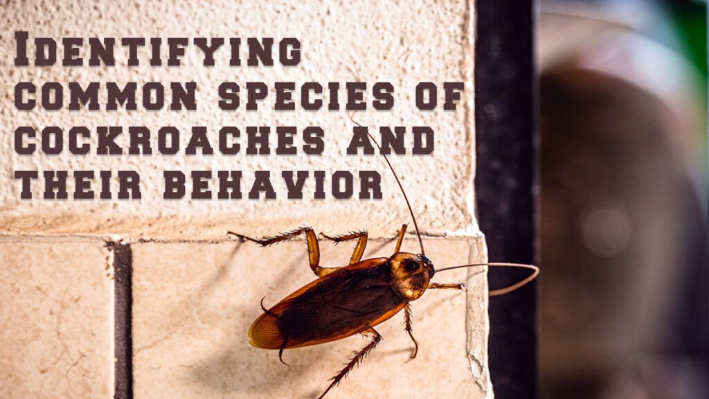 Identifying-common-species-of-cockroaches-and-their-behavior--1024x576