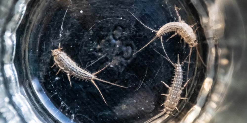 Why Professional Silverfish Control?