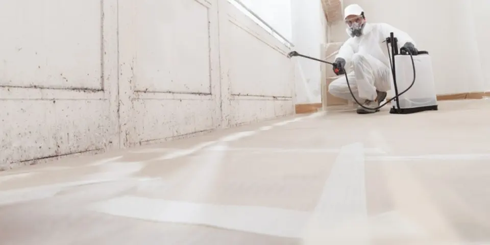 Pest Elimination - Lasting Protection