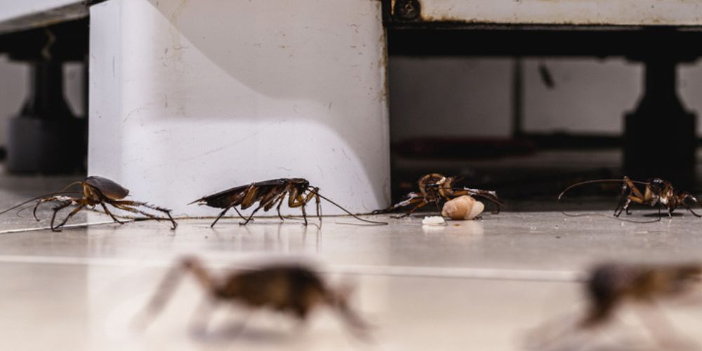 How Pests Contaminate Food