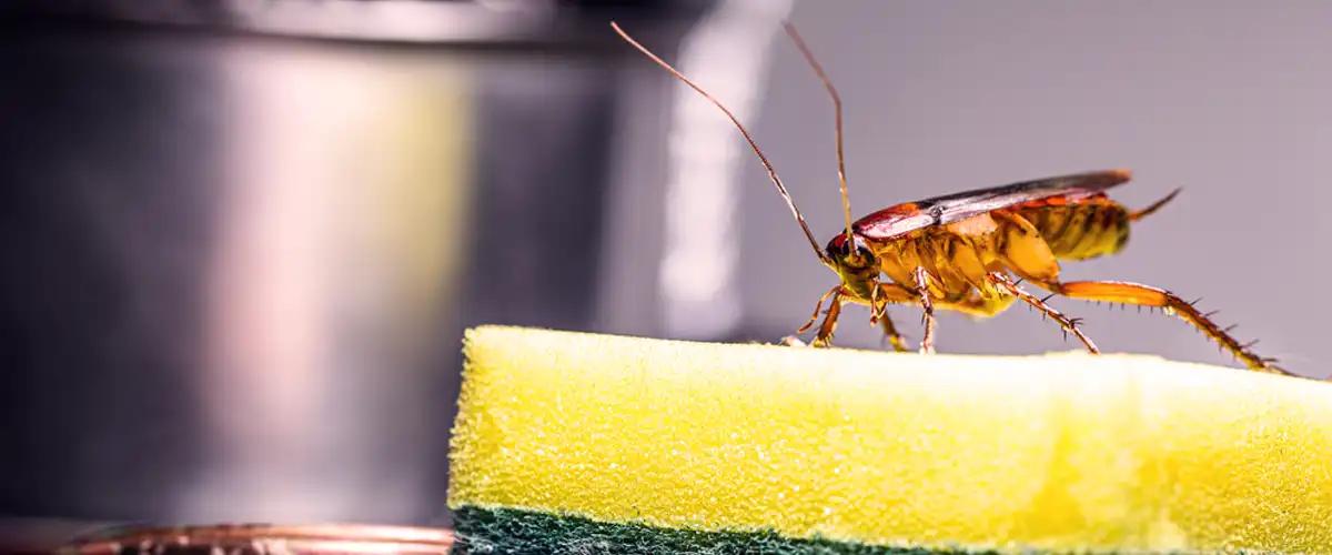 Safety Aspects of Cockroach Control