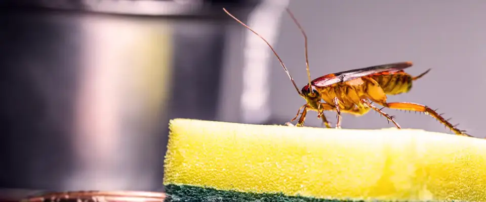 Safety Aspects of Cockroach Control