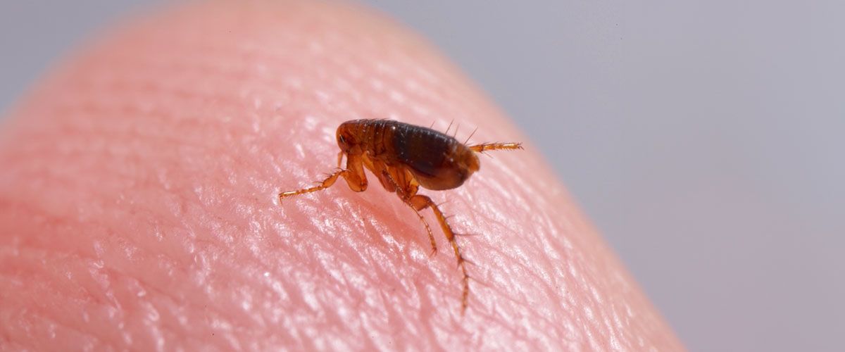 Flea Treatment - Understanding Fleas
