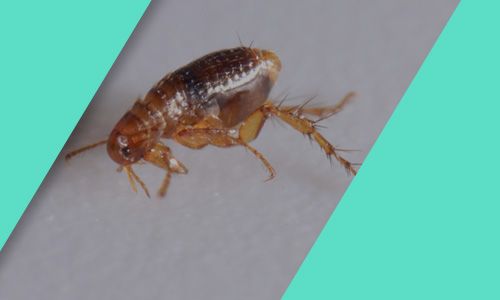 Get-Rid-of-Fleas-for-Good