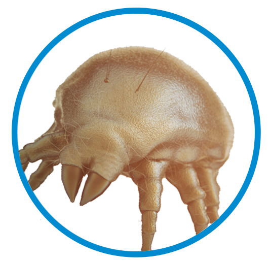 mite_extermination_in_oklahoma