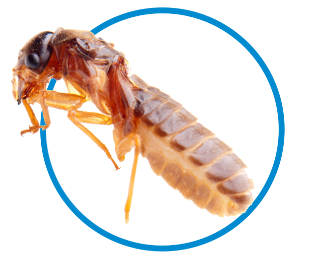 southern_california_trusted_termite_professionals_heat_tech