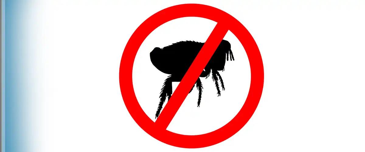 Understanding Flea Life Cycle