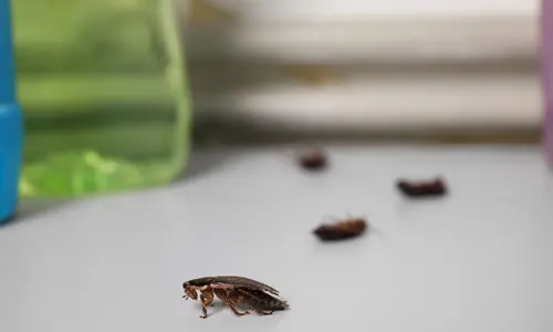 Knowing-Your-Cockroaches-