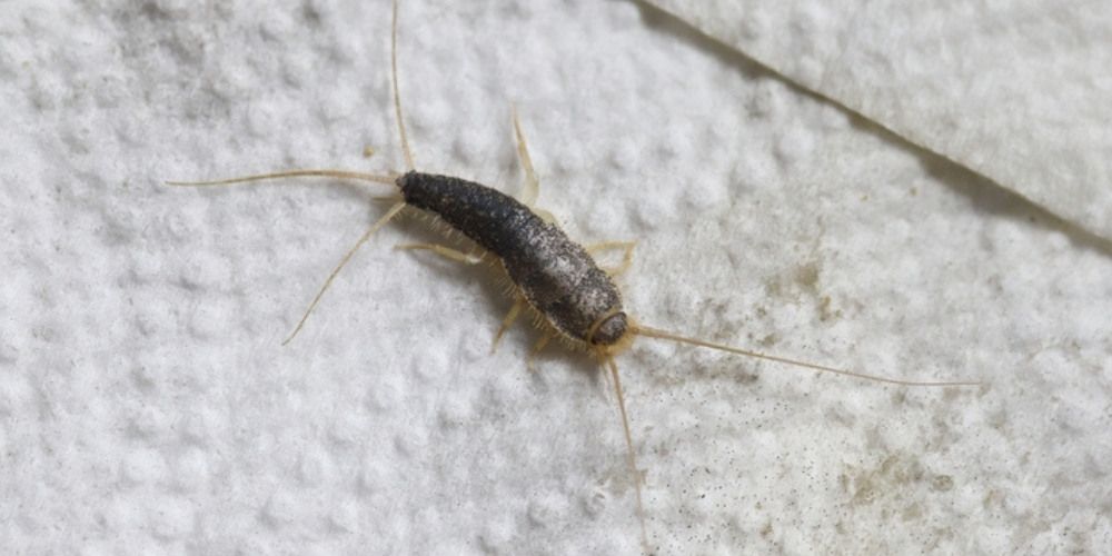 silverfish control