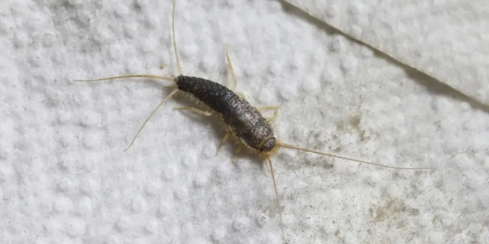 silverfish control