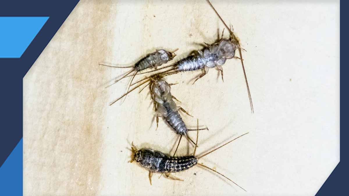 What are Chemical Pest Control Treatments?