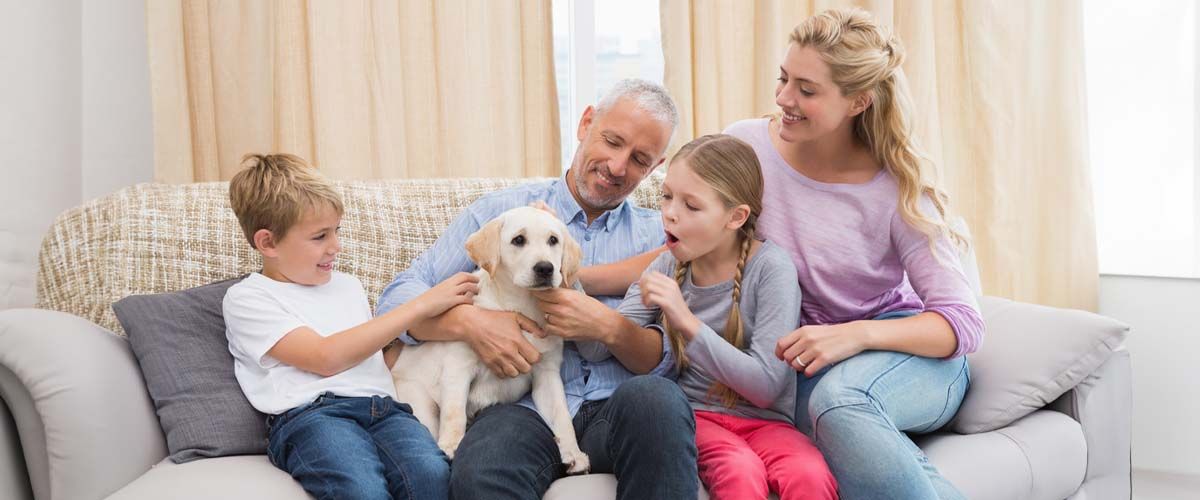 Flea Treatment - Winning the War Against Fleas!