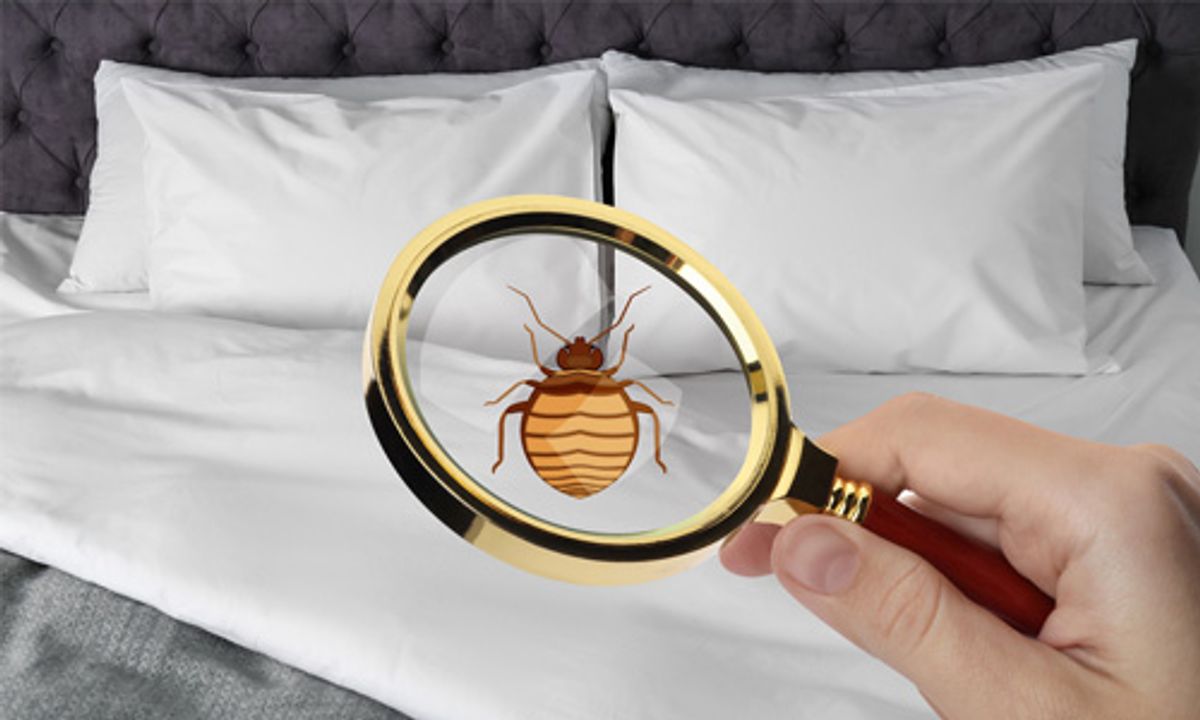 Get-Rid-of-Bed-Bugs-for-Good
