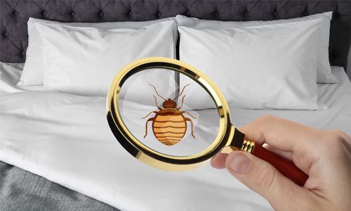 Get-Rid-of-Bed-Bugs-for-Good
