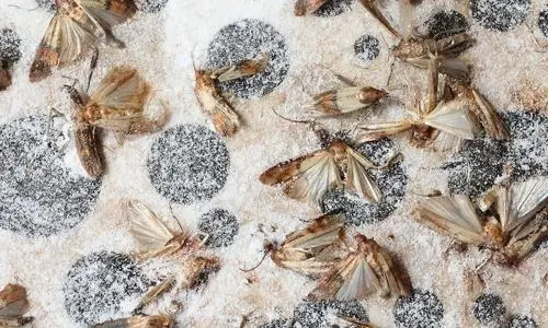 Prevention-Tips-for-Moth-Infestation