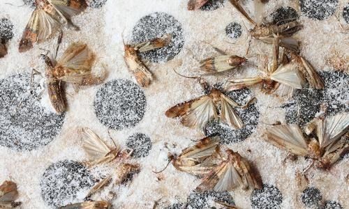 Prevention-Tips-for-Moth-Infestation