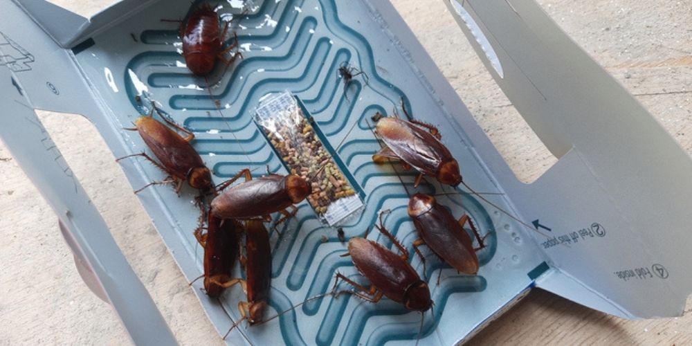 4. Use Cockroach Baits and Traps
