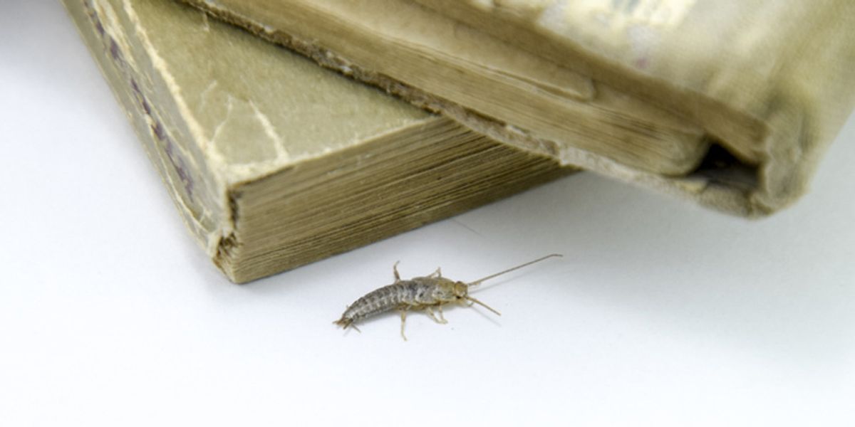 DIY Control Methods- Limitations in Humid Climates