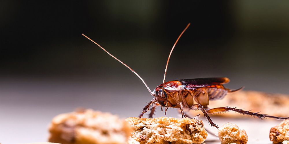 Cockroach Control Tactics - Pest Control