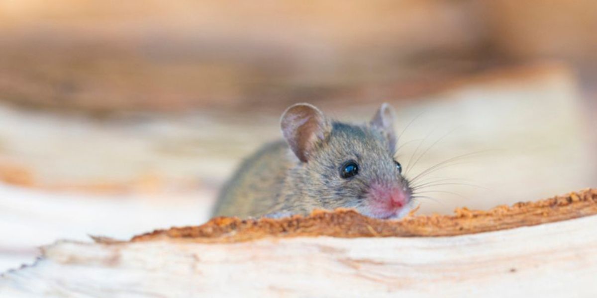 Common Household Pests That Threaten Food