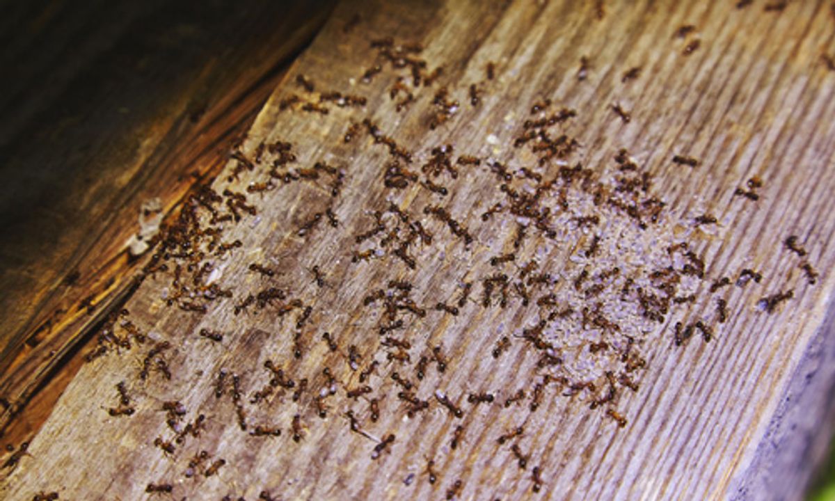 Ant-pest-control-methods-