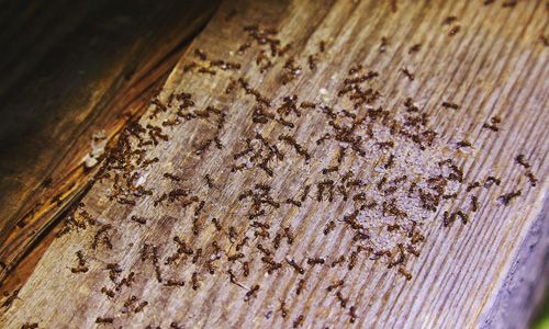 Ant-pest-control-methods-