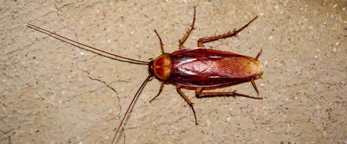 DIY Cockroach Control