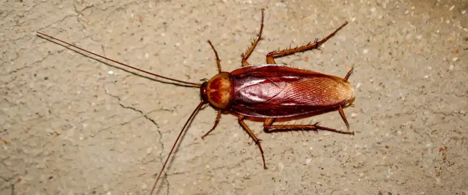DIY Cockroach Control