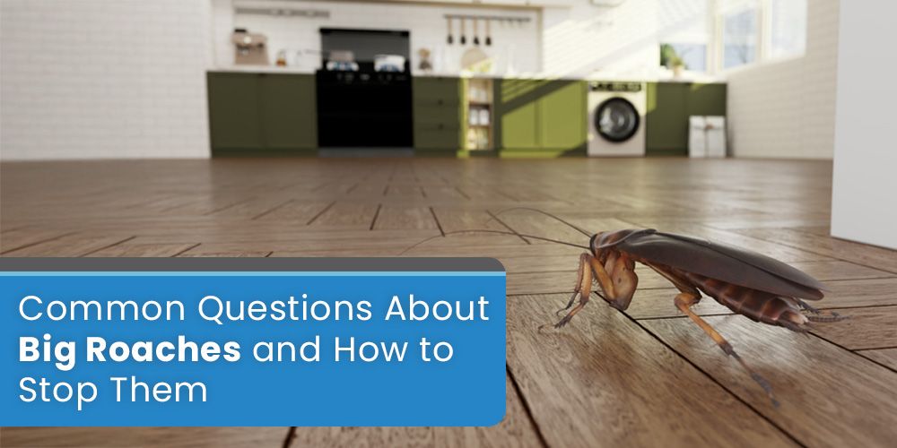 Common Questions About Big Roaches and How to Stop Them