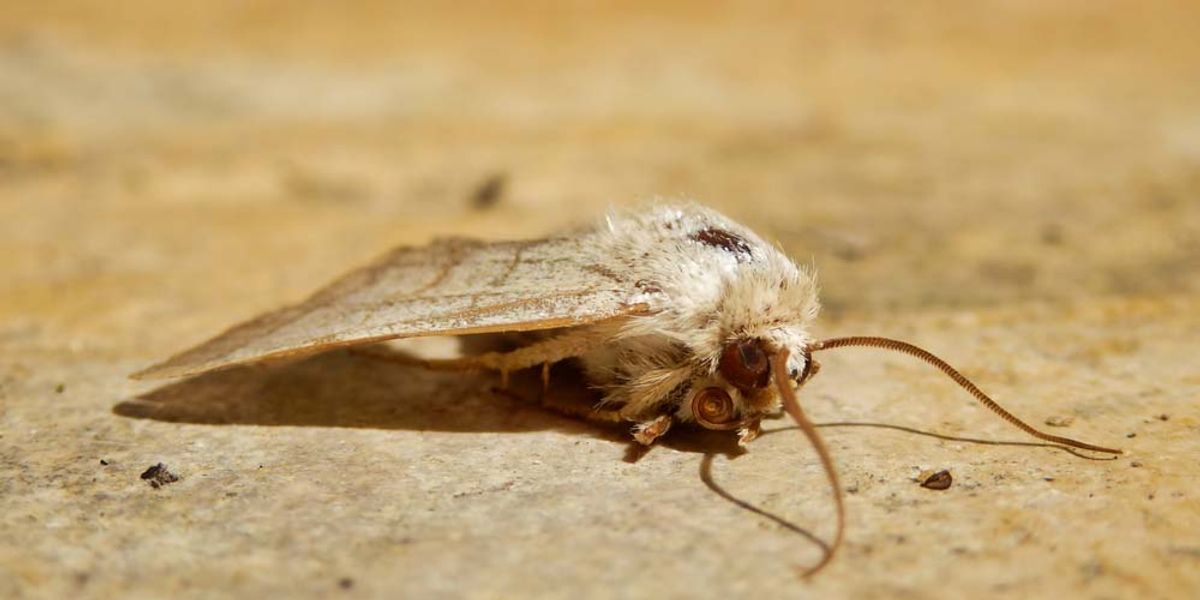 When DIY Isn't Enough- The Importance of Professional Help