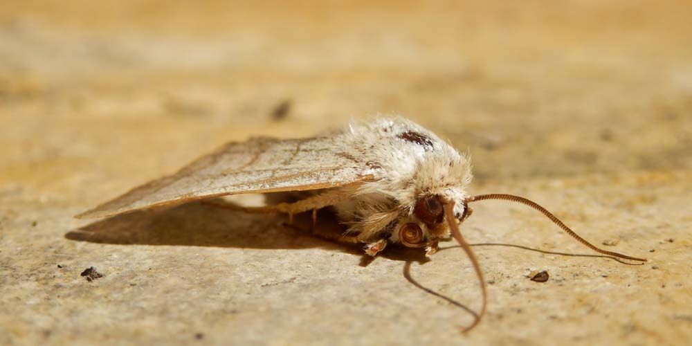 When DIY Isn't Enough- The Importance of Professional Help