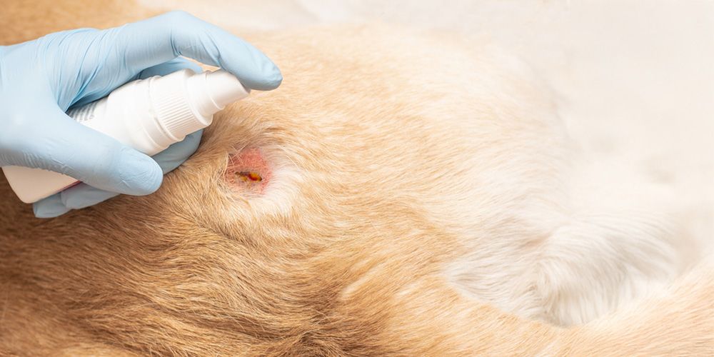 How to Choose the Right Flea Treatment for Your Home