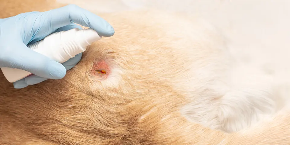 How to Choose the Right Flea Treatment for Your Home