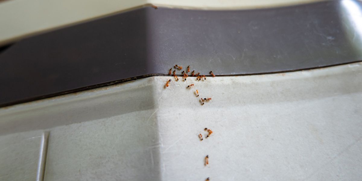 Ant-Proofing Adventures