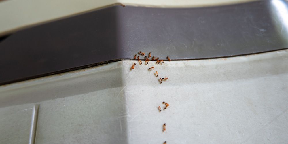 Ant-Proofing Adventures