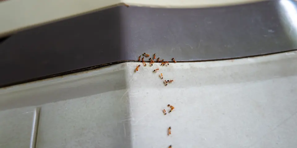Ant-Proofing Adventures