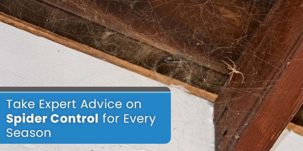 Take Expert Advice on Spider Control for Every Season