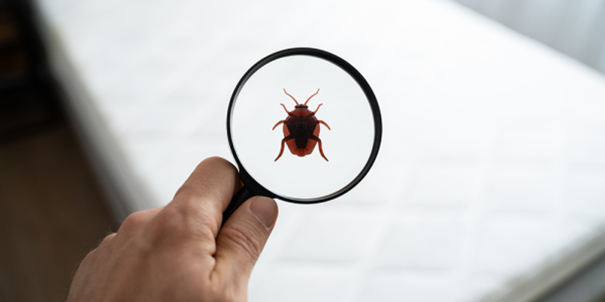 What causes fear of bed bugs