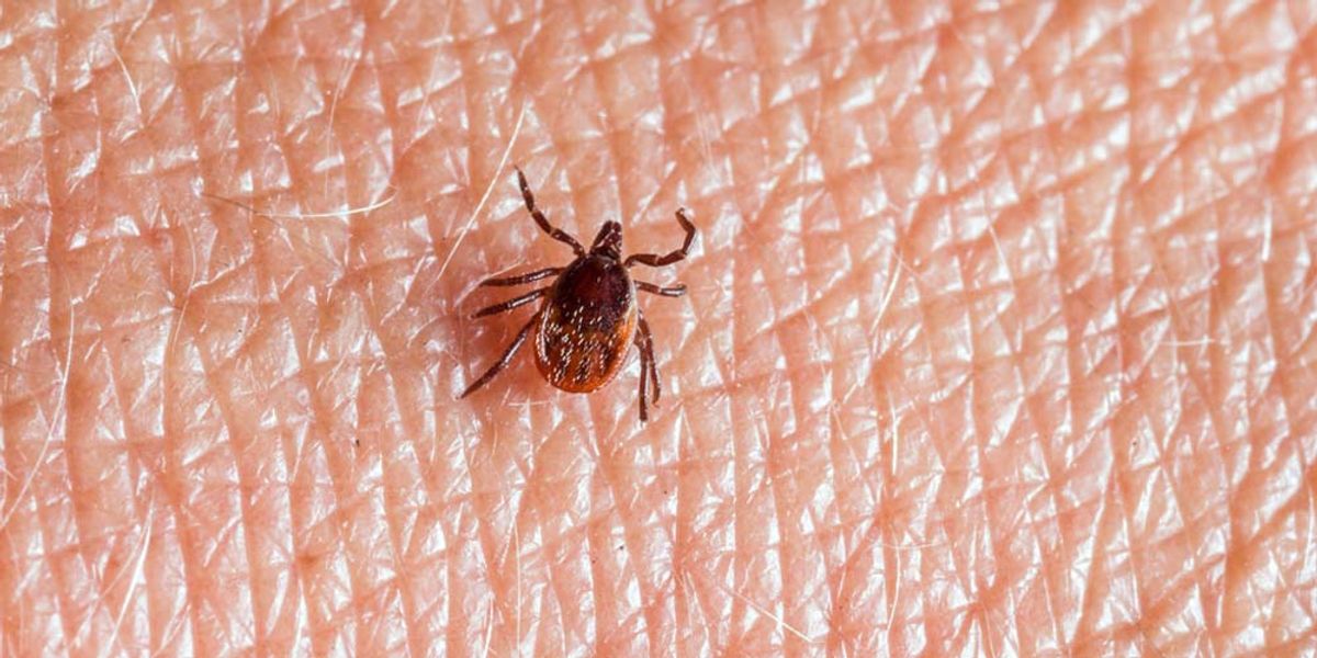 Consequences of Mite Infestations