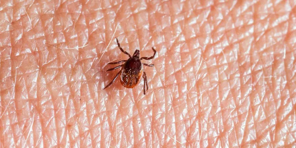 Consequences of Mite Infestations
