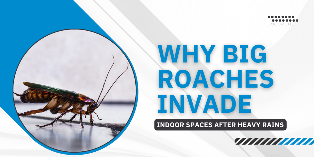 Why Big Roaches Invade Indoor Spaces After Heavy Rains