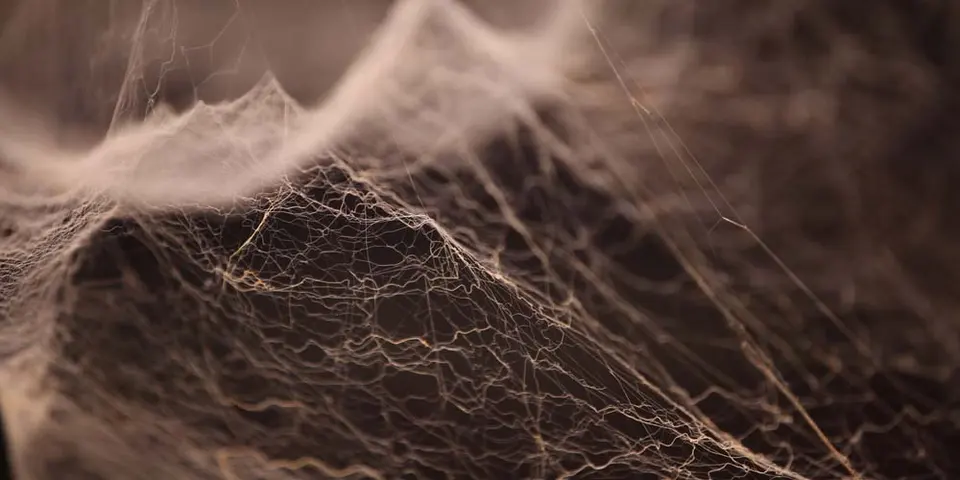 Ten Spider Control Experts' Strategies