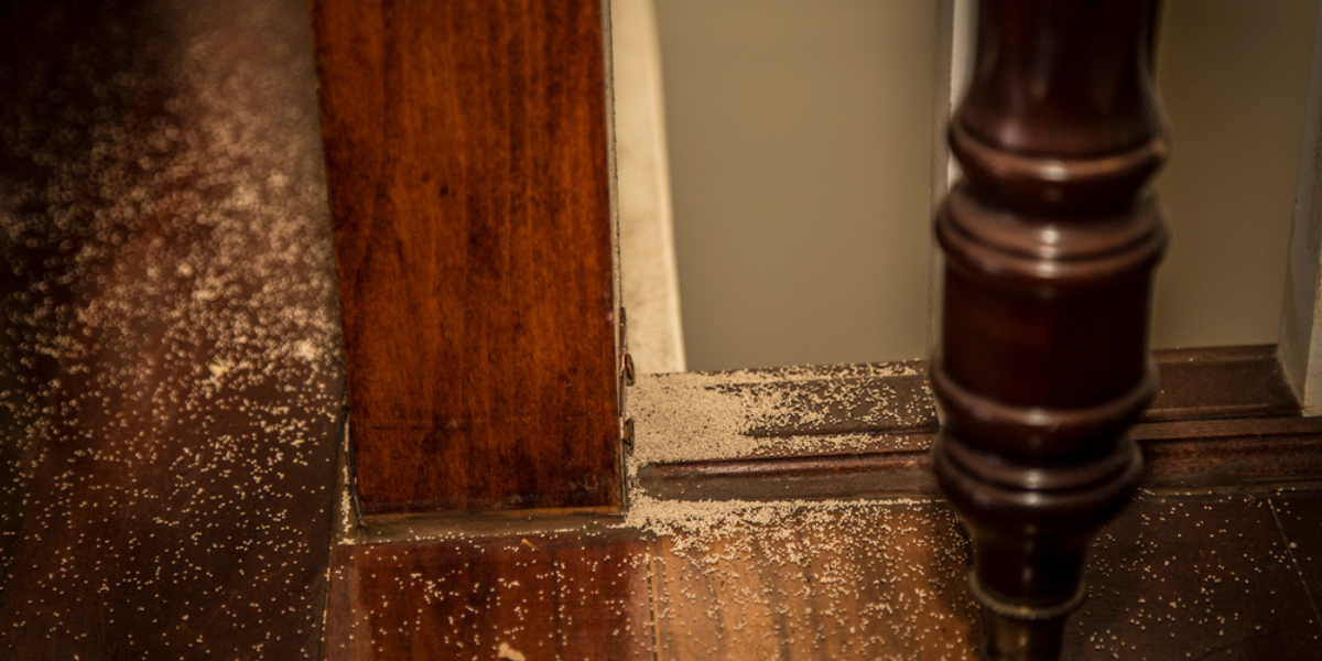 What Kind of Pest Are You Dealing With