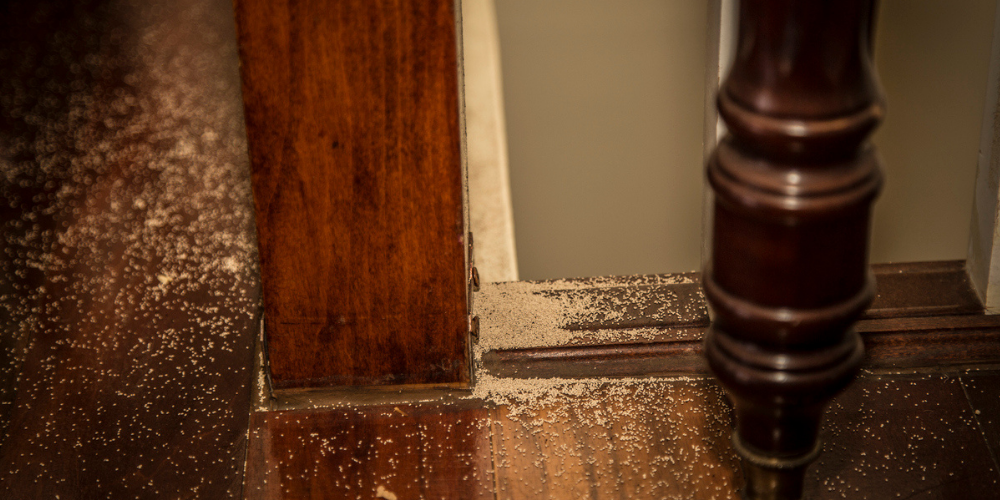 What Kind of Pest Are You Dealing With