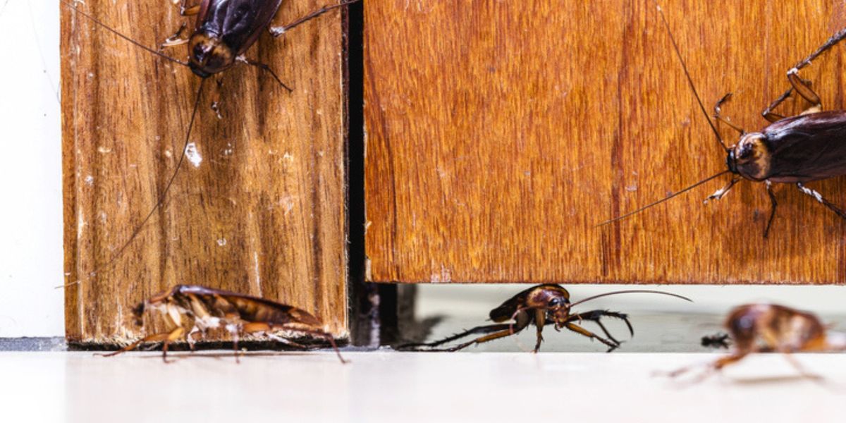 Pests Neem Oil Can Affect (and Limitations)